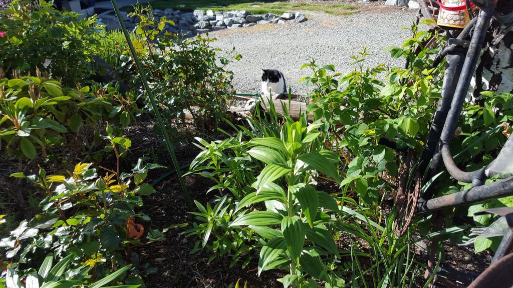 Marie Therese Apartment B&B Lake Tekapo Luaran gambar